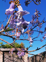 Schaugarten Saubergen Familie Österreicher Blüten des Blauglockenbaumes